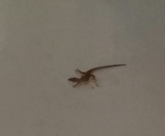 Photo d’un lézard geckos